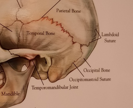 Cranium posted by Aldene etter, craniosacral therapist and lifecoach in State college, pa and shepherdstown wv