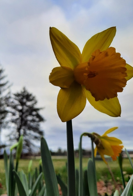 Photo of spring flower posted by aldene etter CranioSacral Therapist and lifecoach in state college pennsylvania CranioSacral and lifecoaching for women