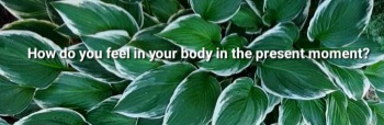 hostas with question...how you feel your body in this moment posted by Aldene Etter craniosacral therapist and lifecoach in State College Pennsylvania home of penn state university 