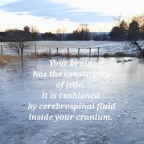 Your brain is cushioned by cerebralspinal fluid posted by Aldene Etter craniosacral therapist and lifecoach in state college pennsylvania home of PSU